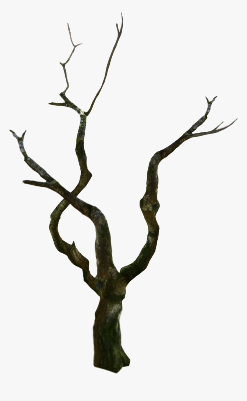 #treetrunk #tree #oldtree #spooky - Wood, HD Png Download, Free Download