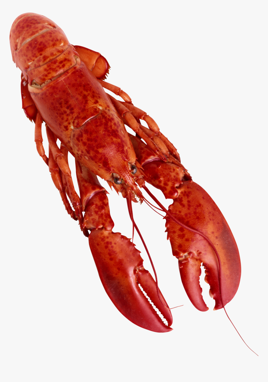  crayfish Pictures Png - Transparent Background Lobster Png, Png Download, Free Download