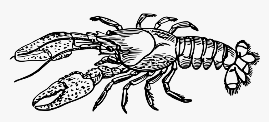 Transparent Crawfish Clipart - Crayfish Black And White Clipart, HD Png Download, Free Download