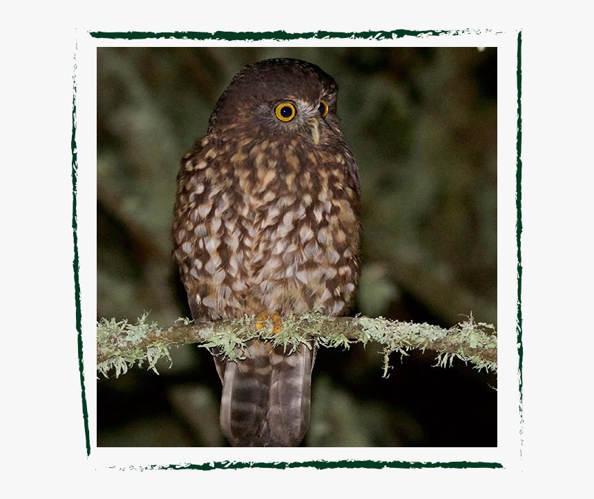 Ruru Brush Strokes - Great Grey Owl, HD Png Download, Free Download