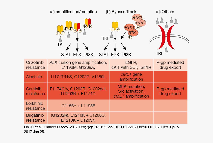  illustration Of The Three Main Mechanisms Of Resistance - Alk Positive Lung Cancer Treatment, HD Png Download, Free Download