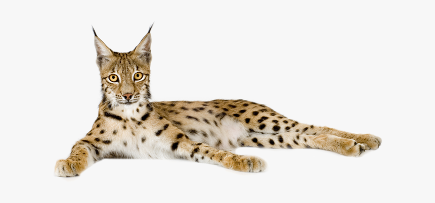 Lynx Background Transparent - Lynx Png, Png Download, Free Download