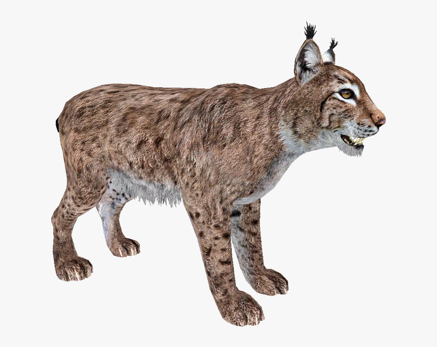 Walking Lynx Png Photo - Eurasian Lynx Png, Transparent Png, Free Download