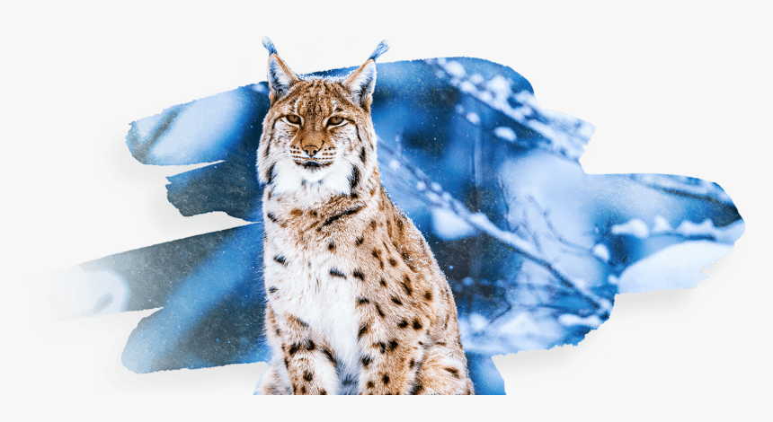 Wild Cat, HD Png Download, Free Download