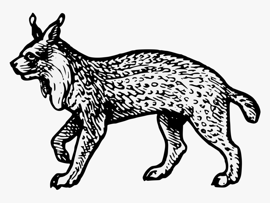 Wildcat Clipart Lynx - Lynx Clipart Black And White Transparent, HD Png Download, Free Download