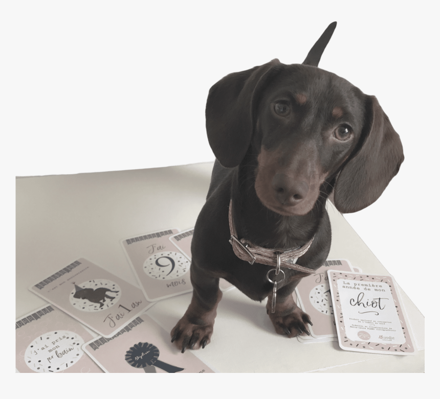 Transparent Dog - Dachshund, HD Png Download, Free Download
