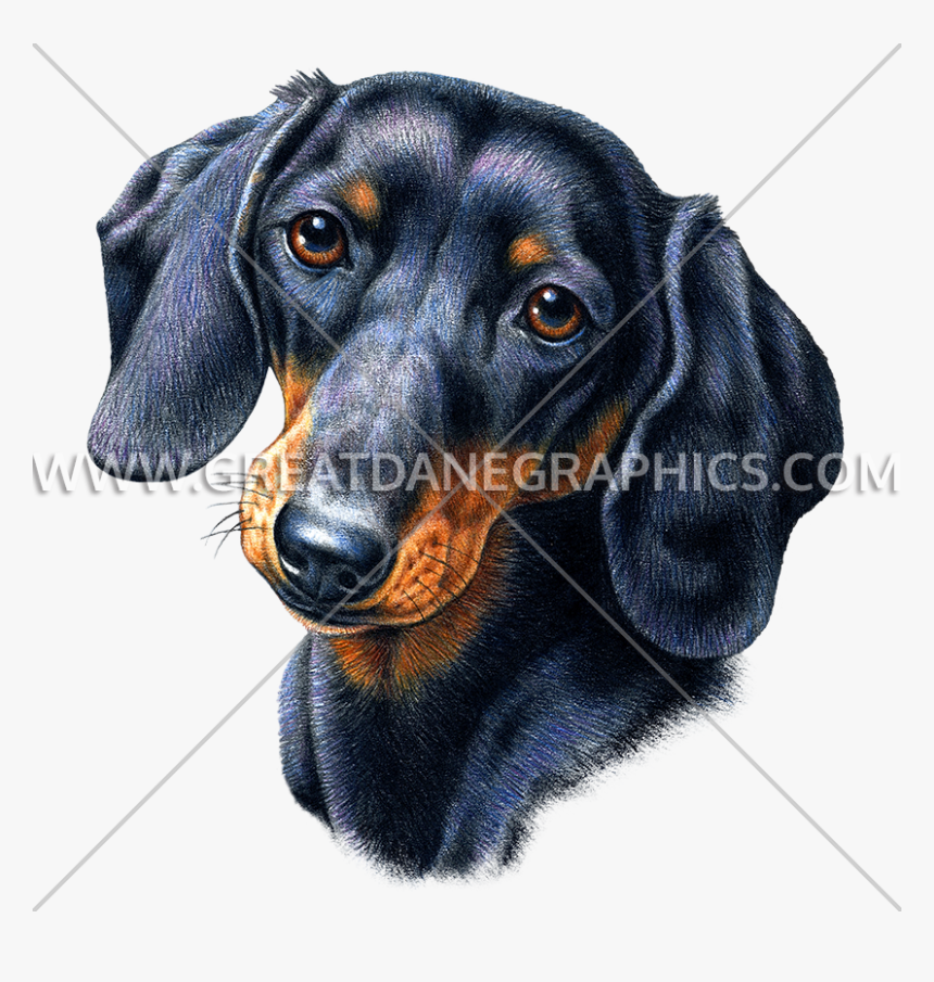 Production Ready Artwork For - Dachshund Face, HD Png Download, Free Download