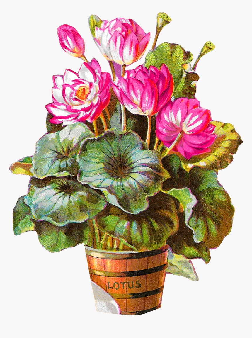 Transparent Potted Plant Png - Flower, Png Download, Free Download