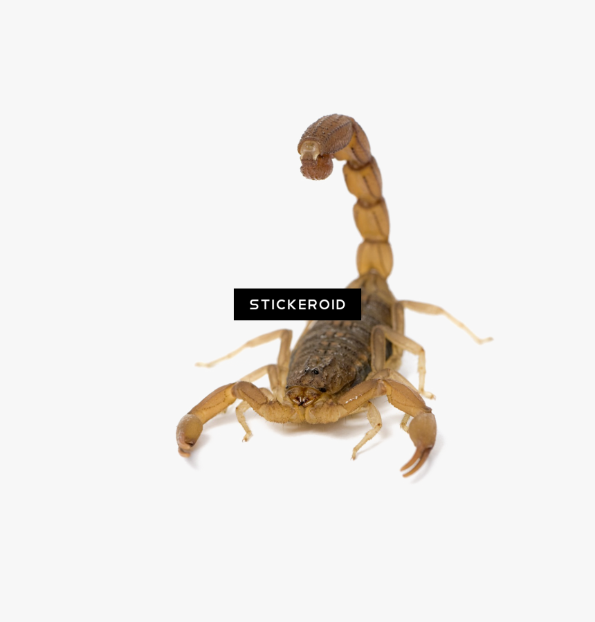 Scorpion Animals Scorpio - Hottentotta Scorpion, HD Png Download, Free Download