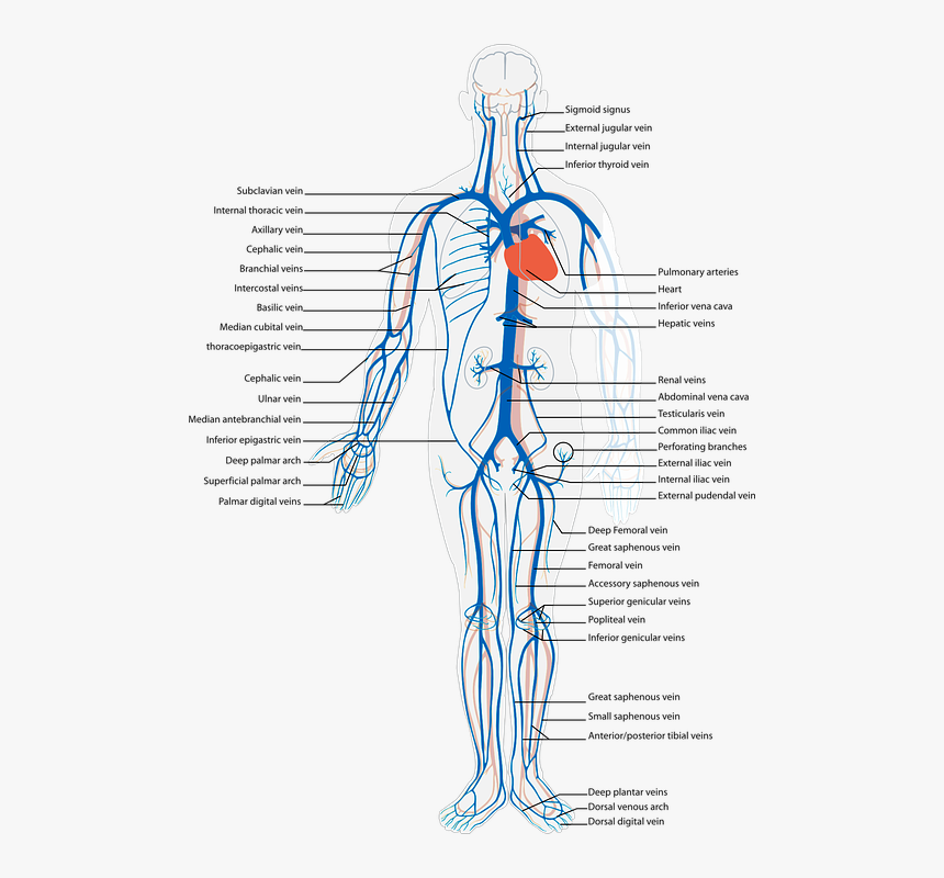 Venous System Of Human Body, HD Png Download, Free Download