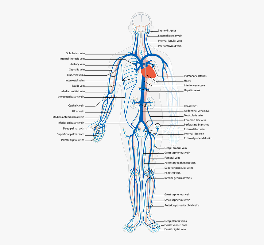 Вены и артерии схема