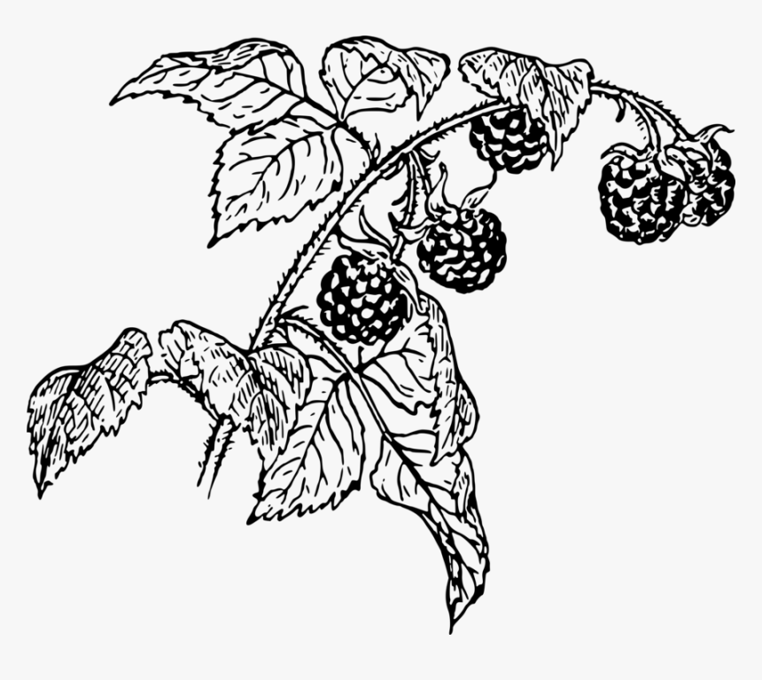 Transparent Raspberries Png - Raspberry Drawing Png, Png Download, Free Download
