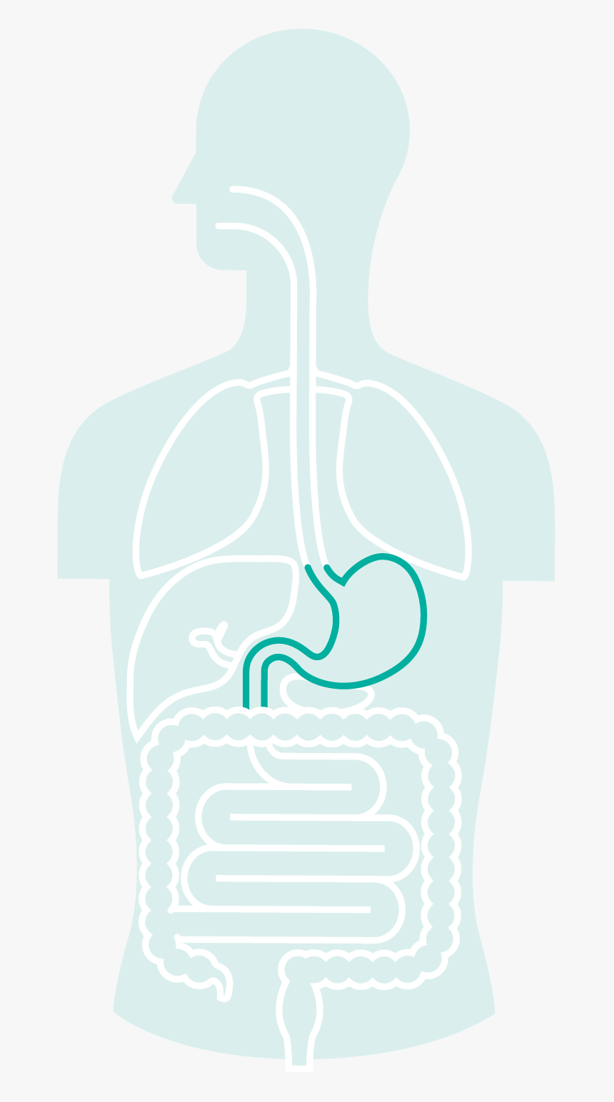 Stomach , Png Download, Transparent Png, Free Download