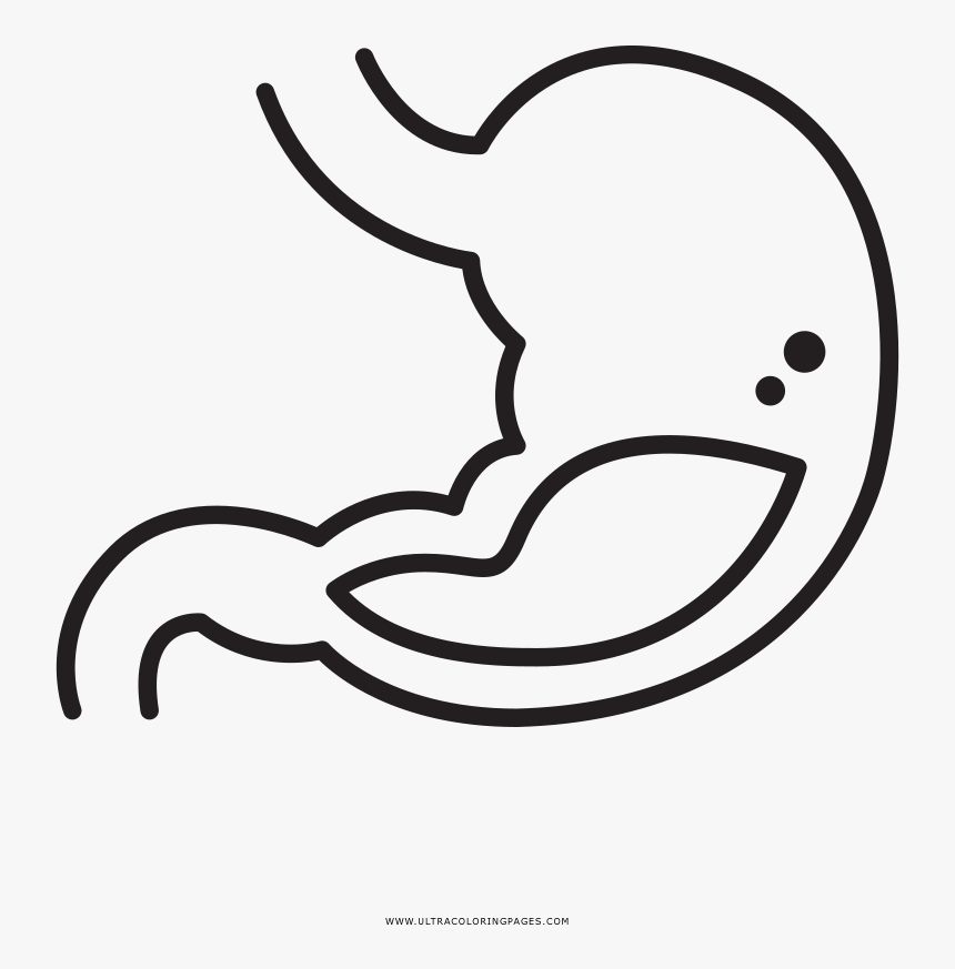 Stomach Coloring Page, HD Png Download, Free Download