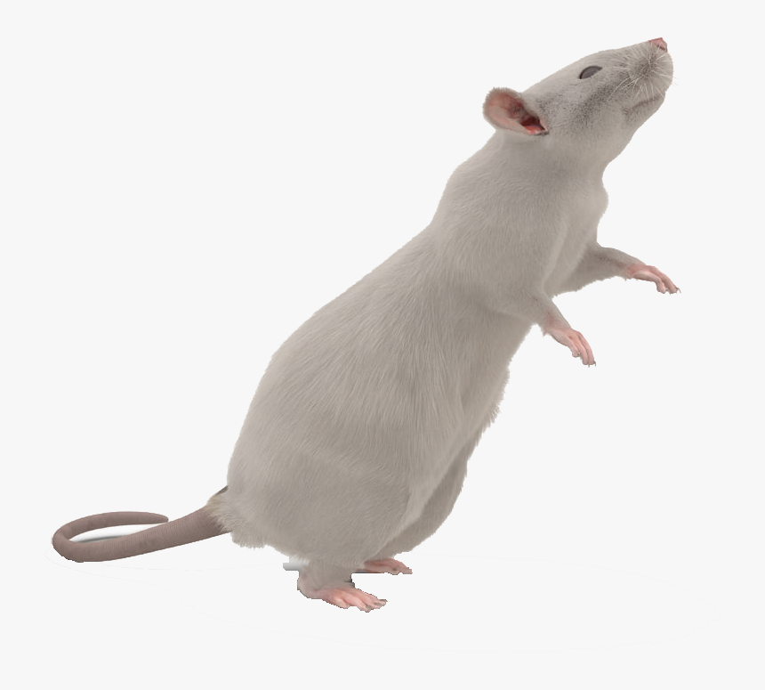 Transparent Mouse Animal Png - Mouse Transparent Background, Png Download, Free Download