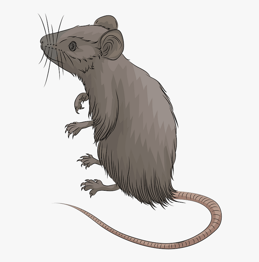 Mouse Clipart, HD Png Download, Free Download