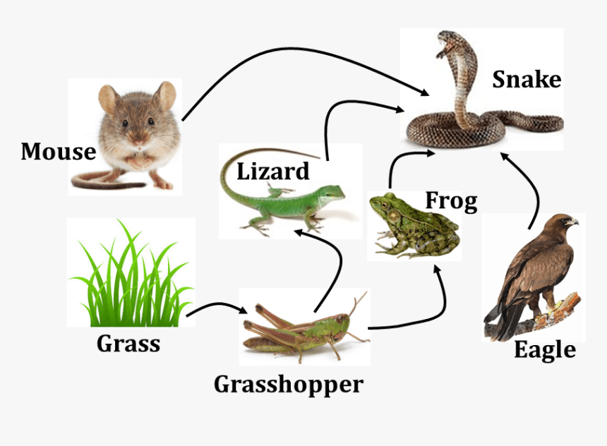 Diagram Shows Food Web Of Animals - Food Web In Science, HD Png Download, Free Download