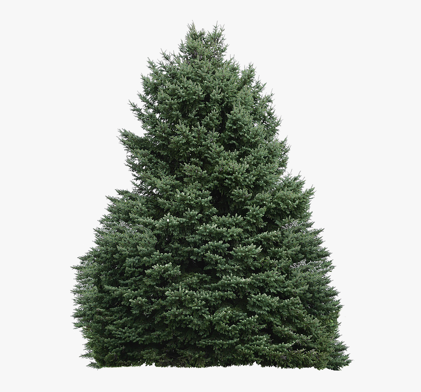 Christmas Tree, HD Png Download, Free Download