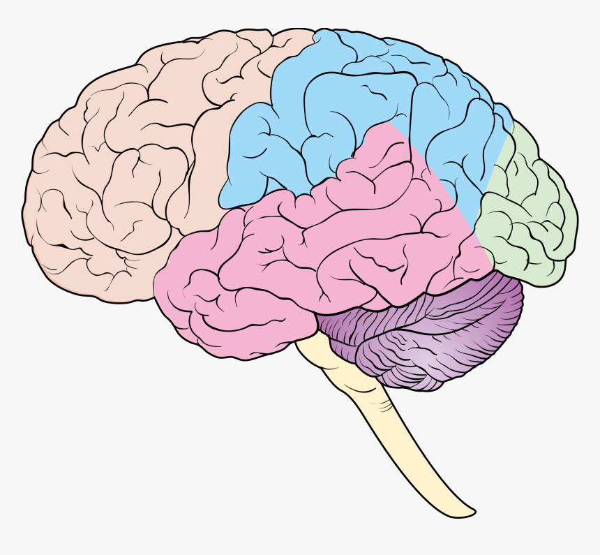 Transparent Brain Transparent Png - Blank Brain Diagram Lobes, Png Download, Free Download