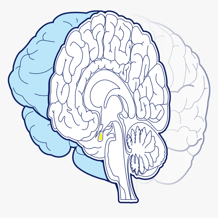 Illustration, HD Png Download, Free Download