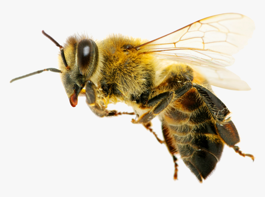 Honeybee, HD Png Download, Free Download