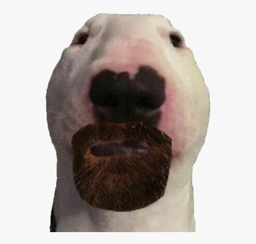 Nose Snout Bulldog - Walter Dog, HD Png Download, Free Download