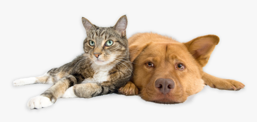 Download Our App - Fine Pet Pet Feeder, HD Png Download, Free Download