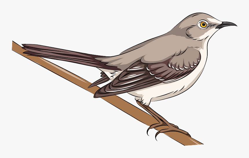 Northern Mockingbird Clipart - Mockingbird Clipart, HD Png Download, Free Download