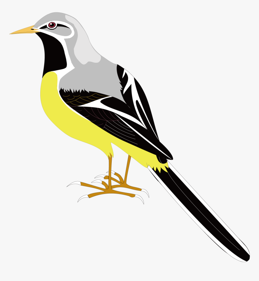 Songbird Clipart Mockingbird - Clip Art, HD Png Download, Free Download
