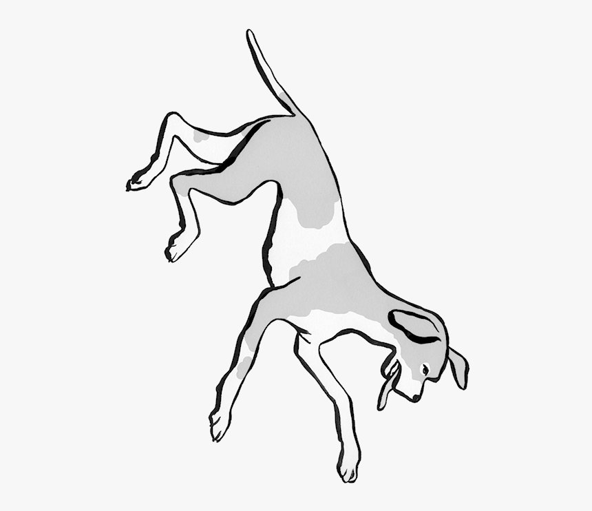 Dog Catches Something, HD Png Download, Free Download