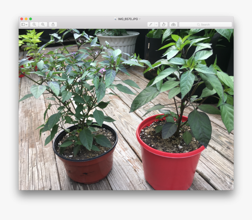Transparent Peppers Png - Flowerpot, Png Download, Free Download