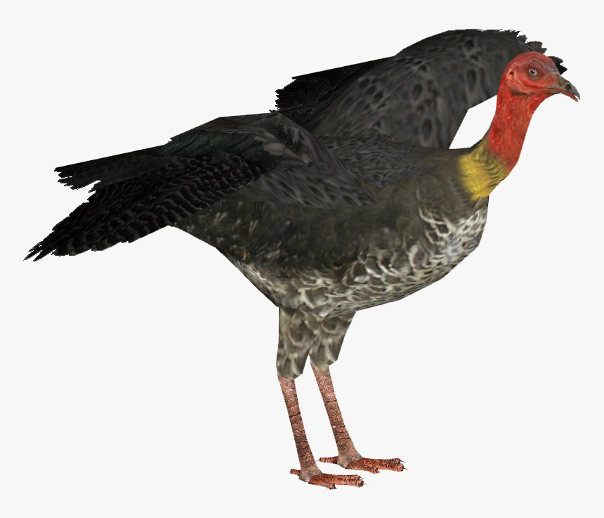 Thumb Image - Australian Brush Turkey Png, Transparent Png, Free Download