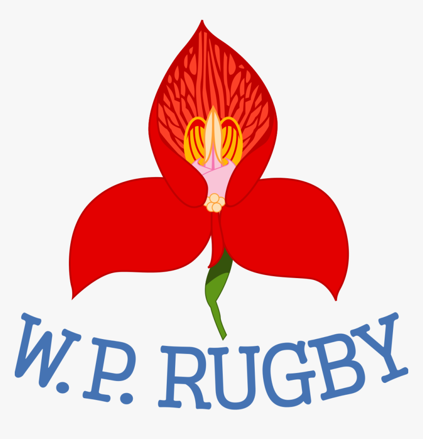Transparent Dhl Logo Png - Western Province Rugby, Png Download, Free Download
