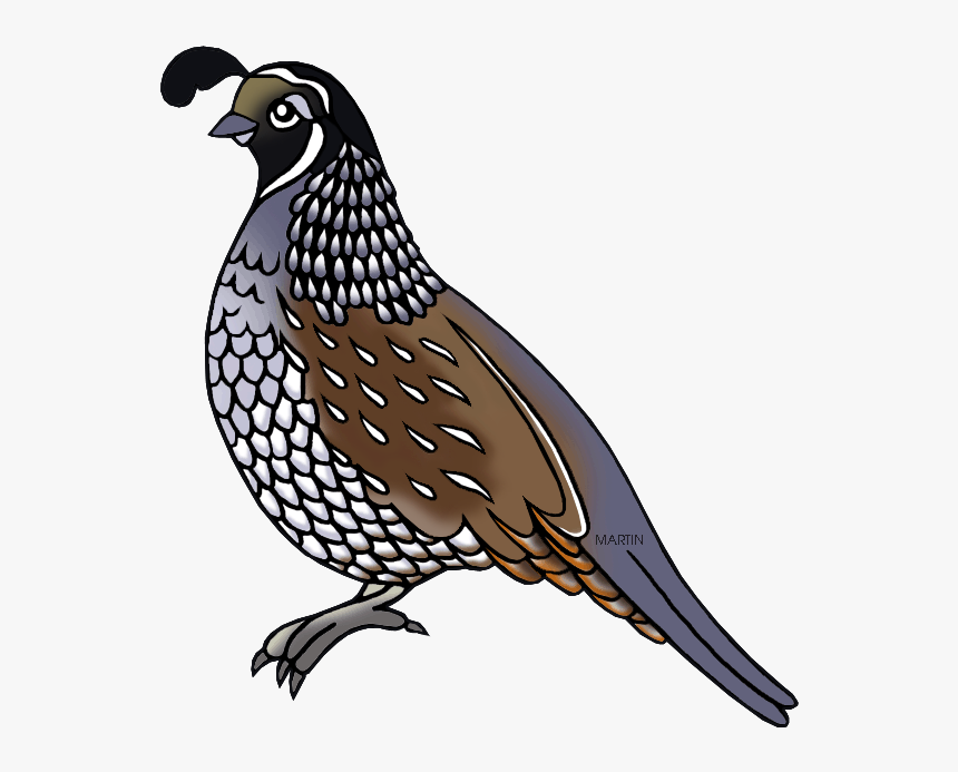 Collection Of Free Transparent California Quail Download - Quail Clipart Png, Png Download, Free Download