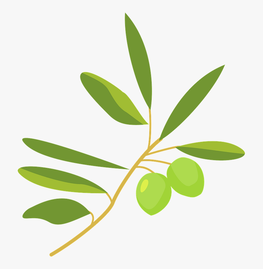 Olive Plant Clipart オリーブ イラスト フリー 素材 Hd Png Download Kindpng