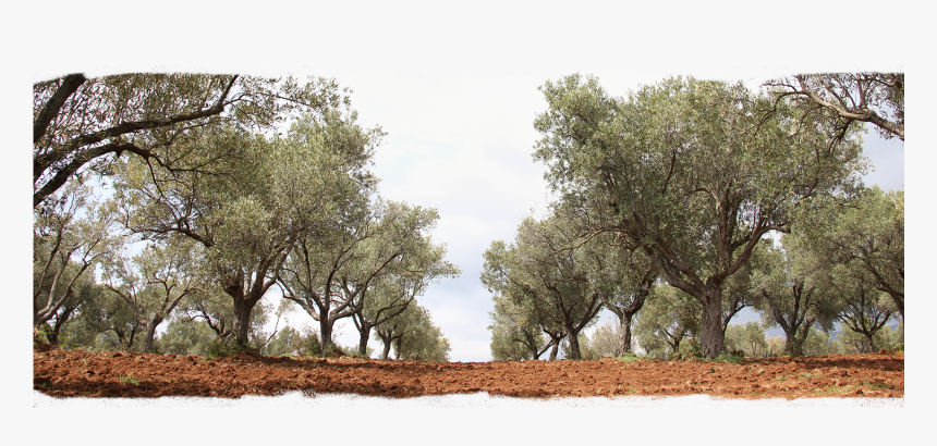 Olive Tree Adoptions - Olıve Trees Png, Transparent Png, Free Download