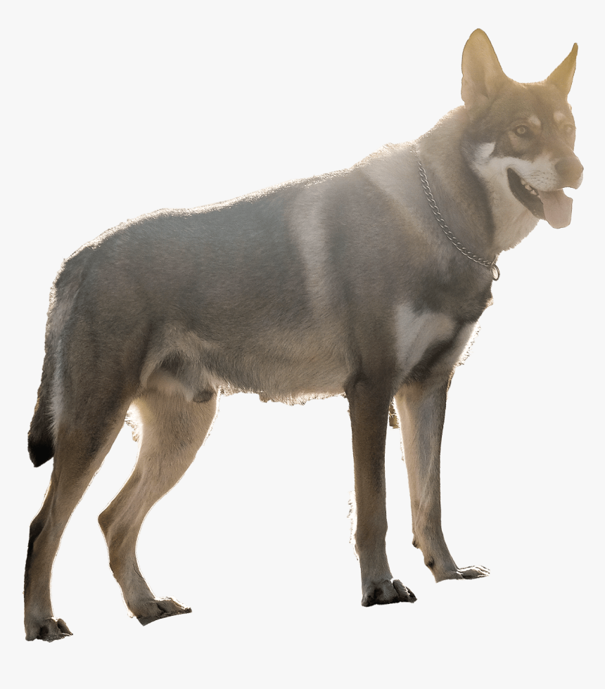 Kunming Wolfdog, HD Png Download, Free Download