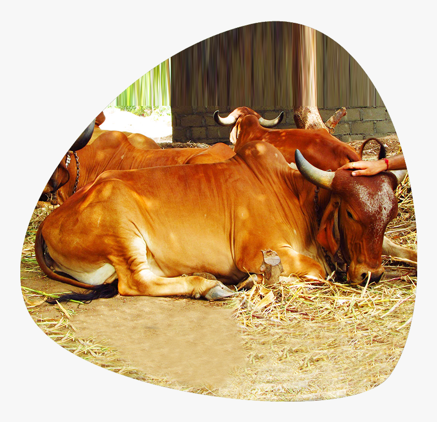 Zebu, HD Png Download, Free Download