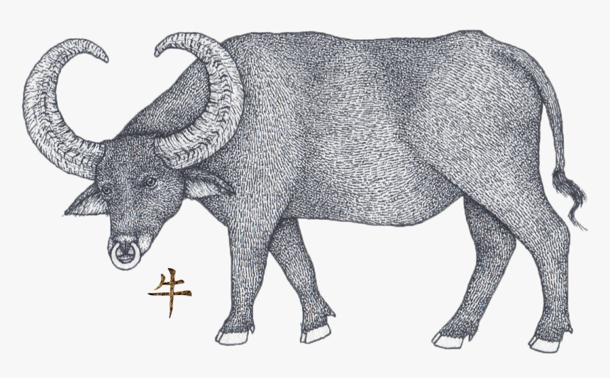 Ox Horoscope - Bull, HD Png Download, Free Download