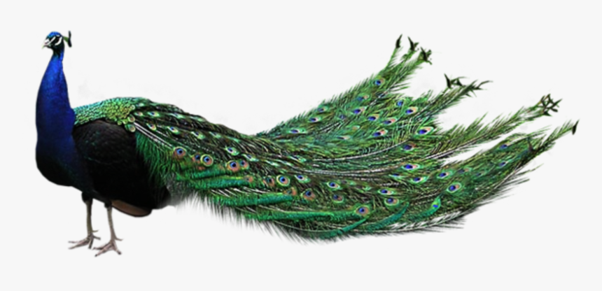 Transparent Background Peacock Png, Png Download, Free Download