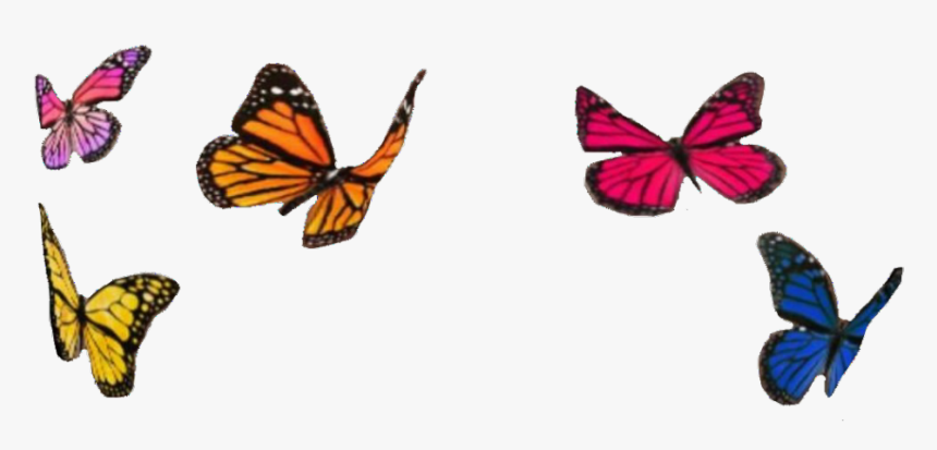 #butterfly #butterflies #color #colorful #colors #instagram - Instagram Butterfly Filter Png, Transparent Png, Free Download