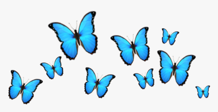 Instagram Instagramfilter Filter Snapchat Snapchatfilter Papilio Hd Png Download Kindpng This makes it suitable for many types of projects. instagram instagramfilter filter