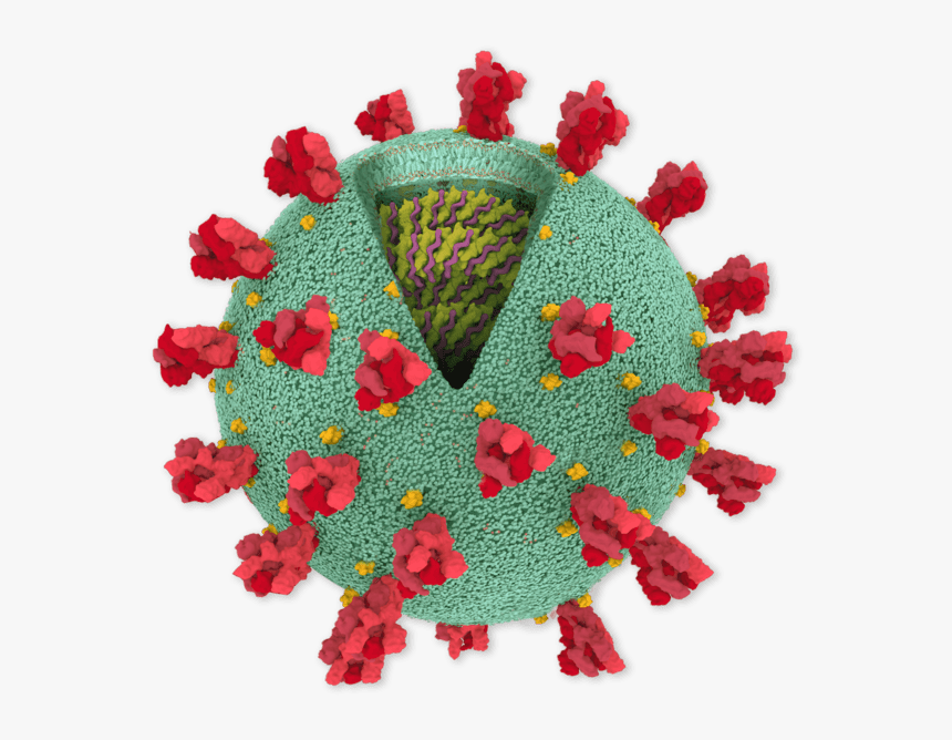 Coronavirus Genome, HD Png Download, Free Download