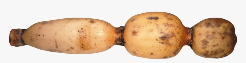 Gourd, HD Png Download, Free Download