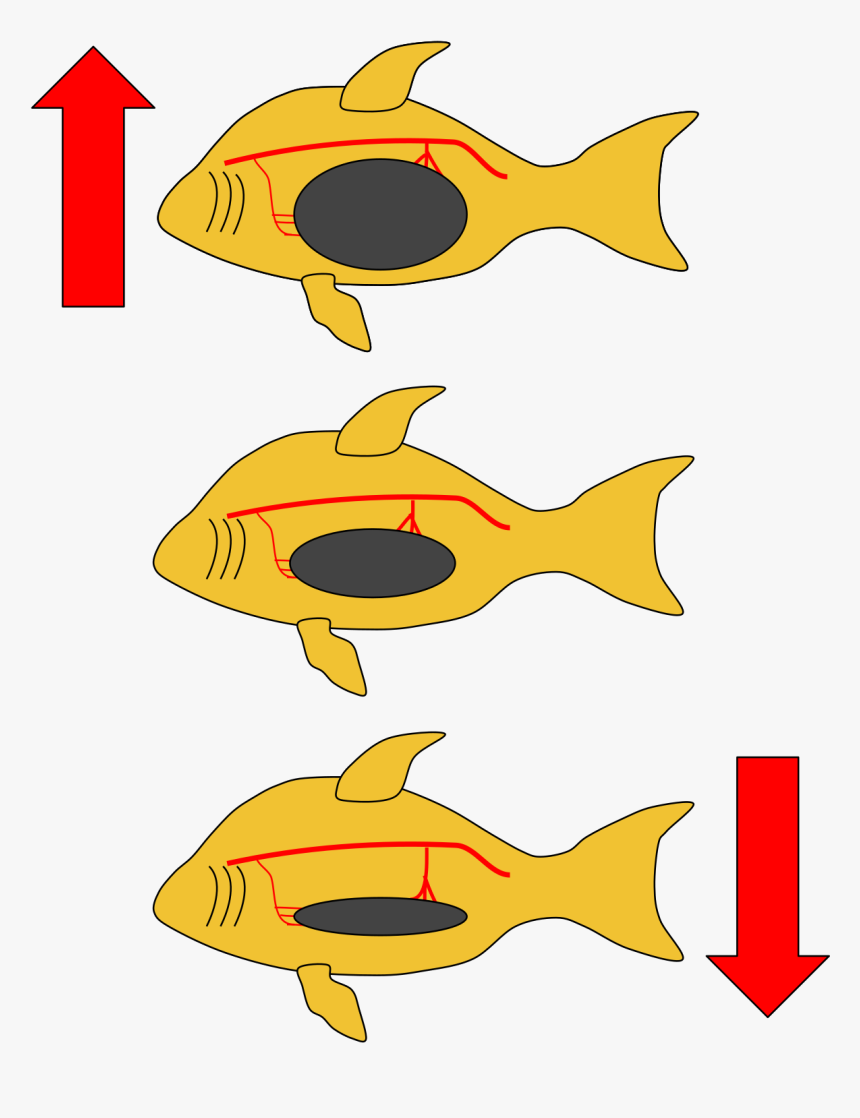 Fish Swim Bladder Diagram, HD Png Download, Free Download