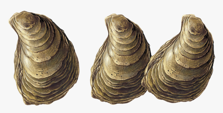 Oysters Transparent , Png Download - Oyster On Transparent, Png Download, Free Download