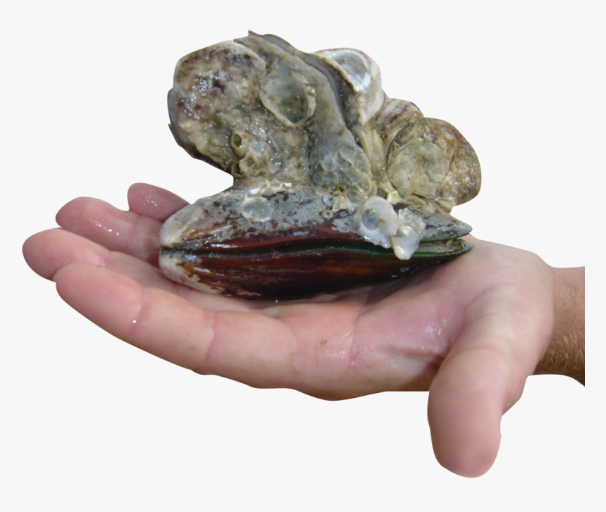 Oysters In Hand - Mussel, HD Png Download, Free Download