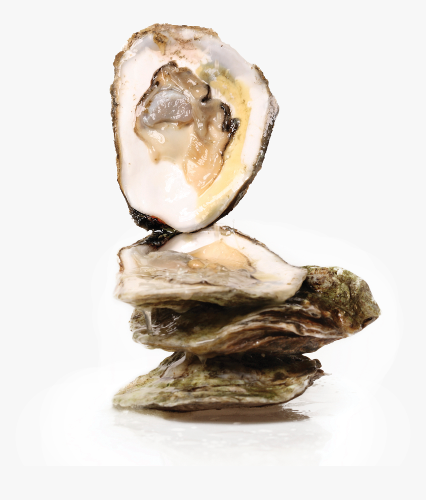 Oyster Stack - Oyster On Half Shell Transparent, HD Png Download, Free Download