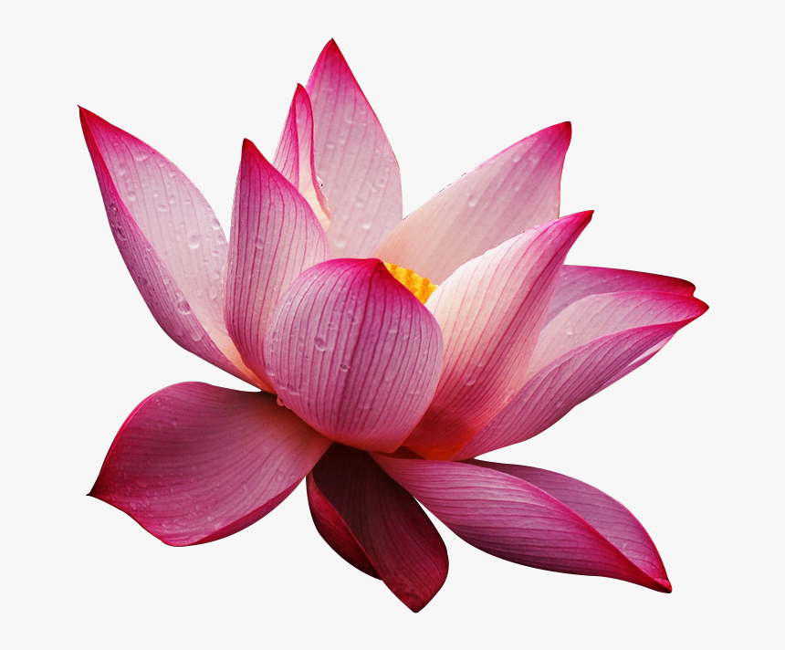 Transparent Lotus Flowers Png - Nymphaea Nelumbo, Png Download, Free Download