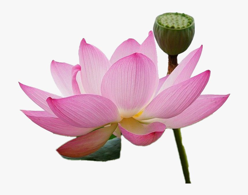 Lotus Png Free Download - Insect, Transparent Png, Free Download